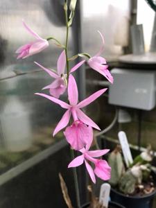 Calanthe rosea