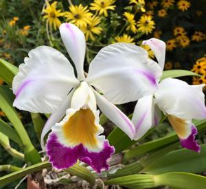 Cattleya wallisii