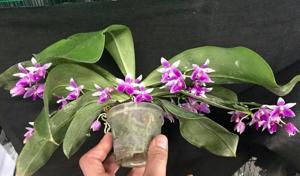 Phalaenopsis modesta
