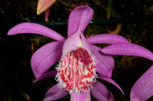 Pleione limprichtii