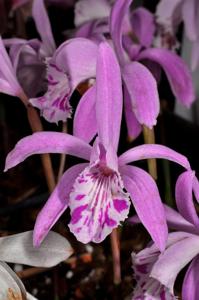 Pleione yunnanensis