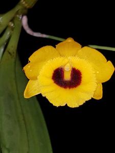 Dendrobium chrysotoxum