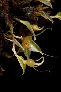 Brachionidium valerioi