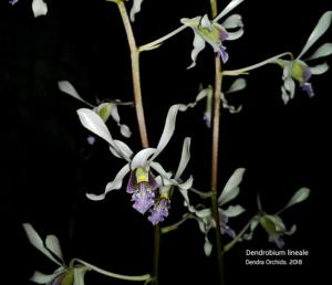 Dendrobium lineale