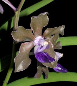 Vanda tessellata