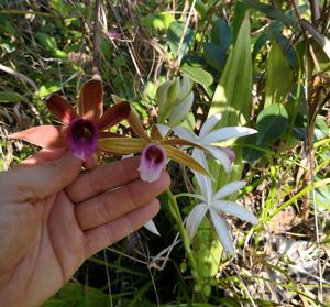 Phaius tankervilleae