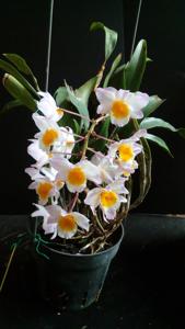 Dendrobium farmeri