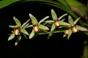 Coelogyne trinervis
