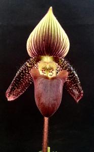 Paphiopedilum ciliolare