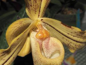 Paphiopedilum josianae