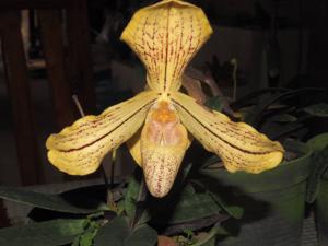 Paphiopedilum josianae