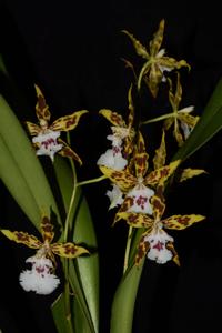 Oncidium constrictum