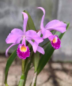 Cattleya wallisii