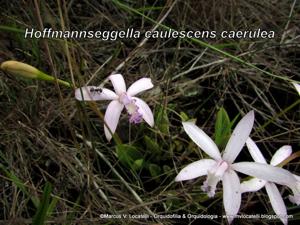 Cattleya caulescens