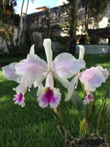 Cattleya labiata