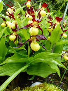 Cypripedium calceolus