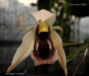 Coelogyne xyrekes