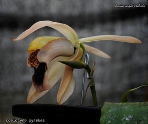 Coelogyne xyrekes