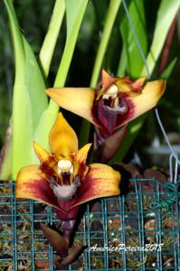 Maxillaria sanderiana