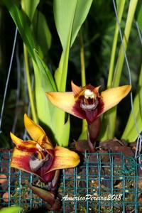 Maxillaria sanderiana