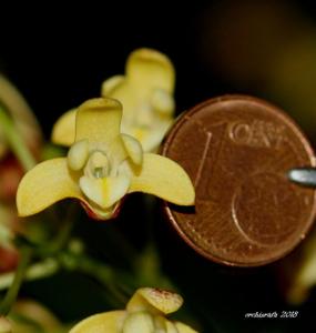 Dendrobium gracilicaule