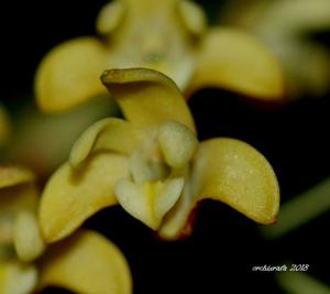 Dendrobium gracilicaule