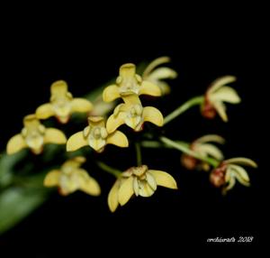 Dendrobium gracilicaule