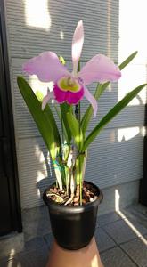 Cattleya wallisii