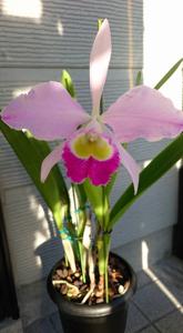 Cattleya wallisii