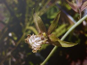 Eulophia andamanensis