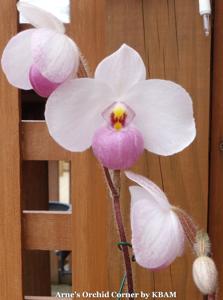 Paphiopedilum delenatii