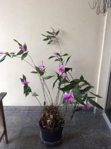 Sobralia sessilis