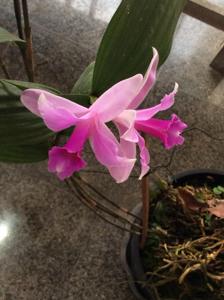 Sobralia sessilis