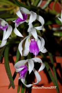 Leptotes bicolor