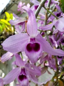 Dendrobium anosmum