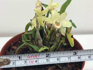 Dendrobium officinale