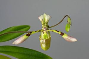 Paphiopedilum haynaldianum