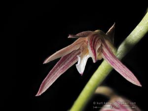 Eria javanica