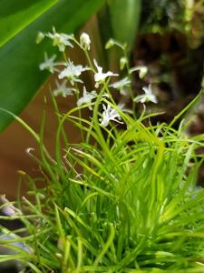 Phymatidium falcifolium