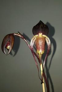 Paphiopedilum adductum