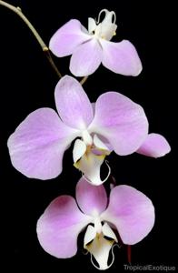 Phalaenopsis sanderiana