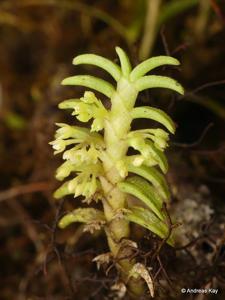 Fernandezia crystallina