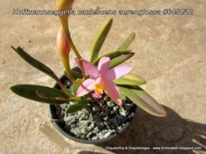 Cattleya caulescens