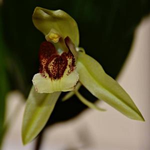 Coelogyne speciosa