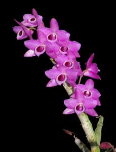 Dendrobium parishii