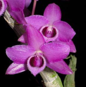 Dendrobium parishii