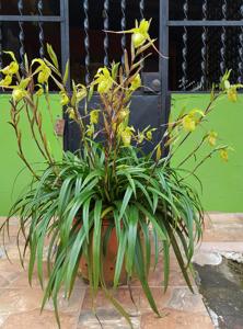 Phragmipedium longifolium