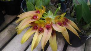 Bulbophyllum graveolens