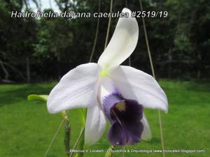 Cattleya bicalhoi