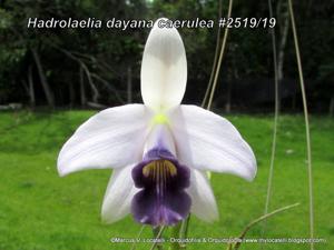 Cattleya bicalhoi